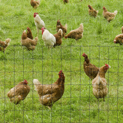 61cm x 1000cm Foldable PVC Coated Chicken Wire Mesh Garden Fence Roll for Poultry and Rabbits - Green