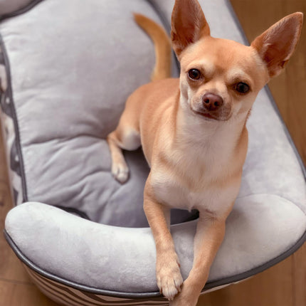 Dog Sofa for XS Dogs with Removable Sponge Cushion - Grey