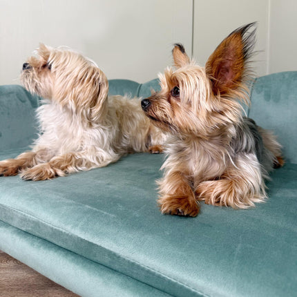 Medium Large Dog Sofa with Legs and Cushion - Green